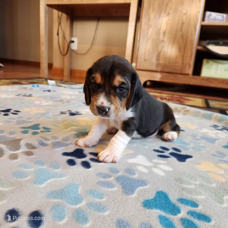 Female #1 – Beagle puppy for sale in Mineral Point, WI