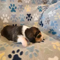 male #1, a male Beagle for sale in Mineral Point, WI – 3 of 3