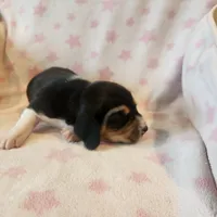 Female #1, a female Beagle for sale in Mineral Point, WI – 2 of 5