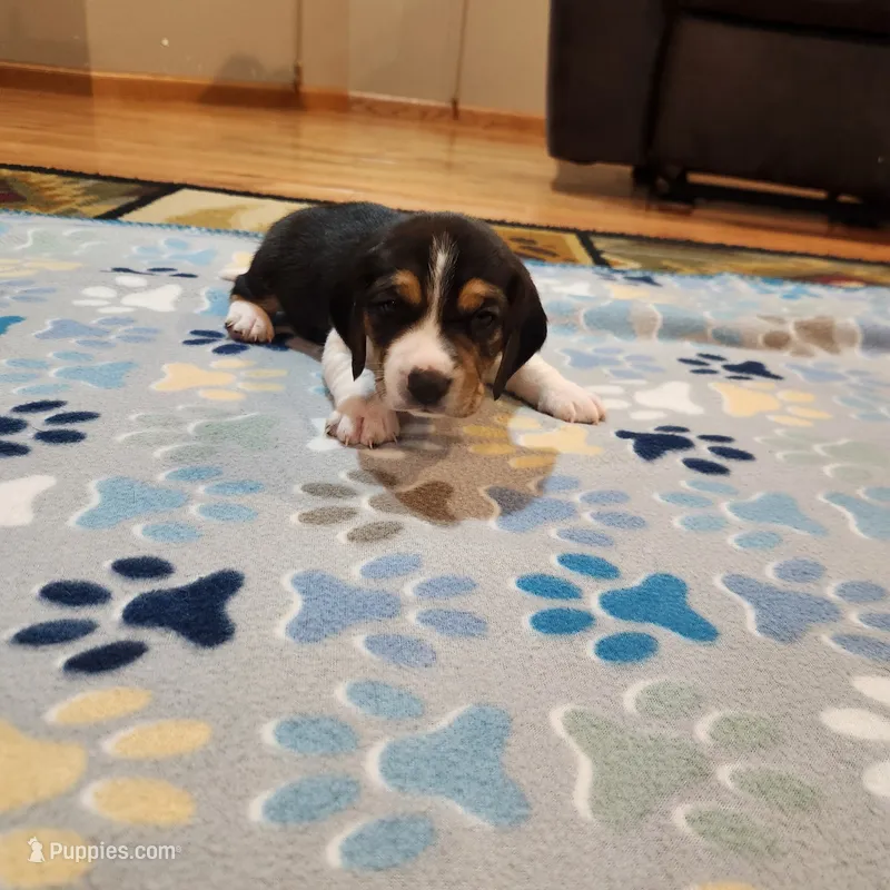 Male #2 – Beagle puppy for sale in Mineral Point, WI