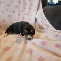Female #1, a female Beagle for sale in Mineral Point, WI – 5 of 5