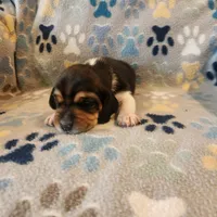 Male #3, a male Beagle for sale in Mineral Point, WI – 2 of 3