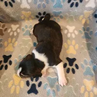 Male #2, a male Beagle for sale in Mineral Point, WI – 3 of 3