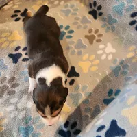 male #1, a male Beagle for sale in Mineral Point, WI – 2 of 3
