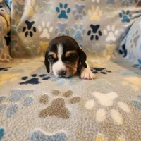 Male #2, a male Beagle for sale in Mineral Point, WI – 2 of 3