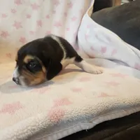 Female #1, a female Beagle for sale in Mineral Point, WI – 1 of 5