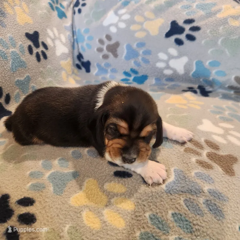 Male #3 – Beagle puppy for sale in Mineral Point, WI