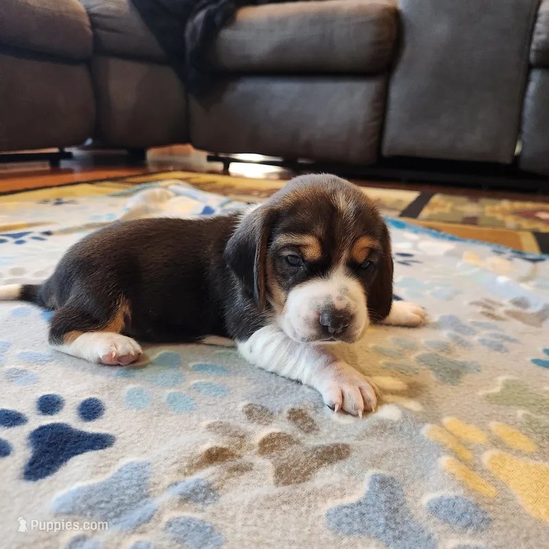Female #2 – Beagle puppy for sale in Mineral Point, WI