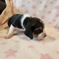 Female #2, a female Beagle for sale in Mineral Point, WI – 2 of 3