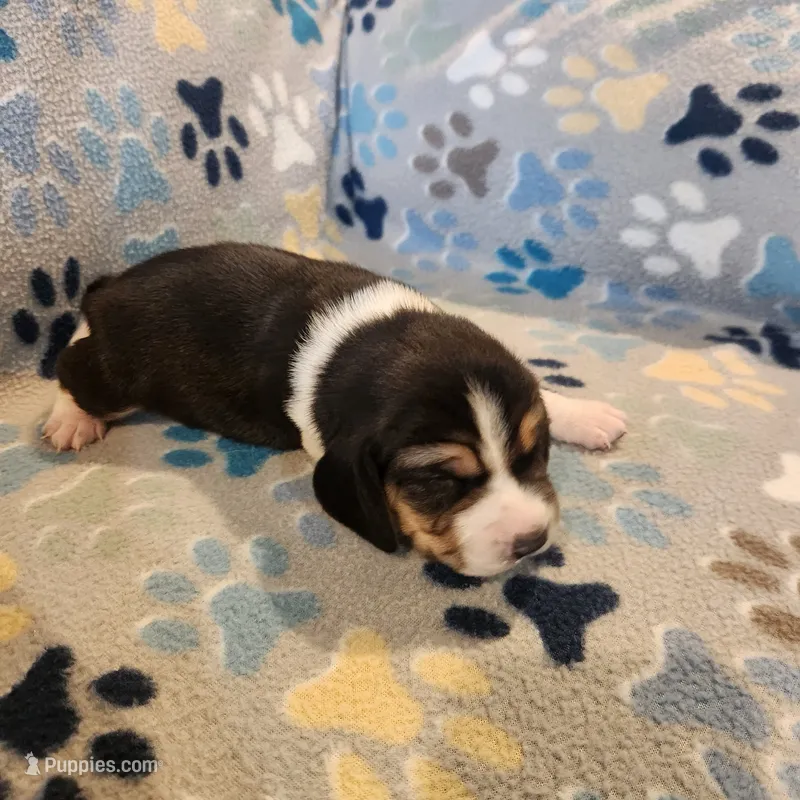 Male #2 – Beagle puppy for sale in Mineral Point, WI
