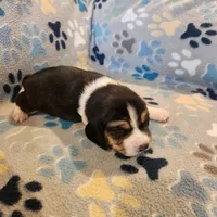 Male #2, a male Beagle for sale in Mineral Point, WI – 1 of 3