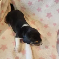 Female #1, a female Beagle for sale in Mineral Point, WI – 4 of 5
