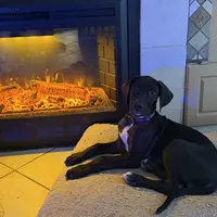 Daisy, a female Great Dane for sale in Las Cruces, NM – Photo 1 of 2