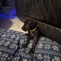 Daisy, a female Great Dane for sale in Las Cruces, NM – Photo 2 of 2