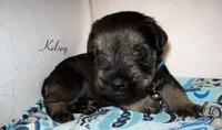 AKC Kelsey, a male Miniature Schnauzer for sale in Marionville, MO – 4 of 6