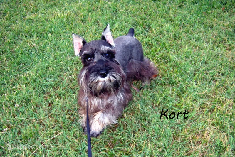 AKC Kort – Miniature Schnauzer puppy for sale in Marionville, MO