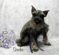 AKC Sandee, a female Miniature Schnauzer for sale in Marionville, MO – 3 of 4