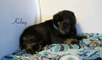AKC Kelsey, a male Miniature Schnauzer for sale in Marionville, MO – 2 of 6