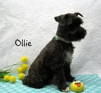 AKC Ollie, a male Miniature Schnauzer for sale in Marionville, MO – Photo 3 of 5