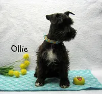 AKC Ollie, a male Miniature Schnauzer for sale in Marionville, MO – Photo 2 of 5