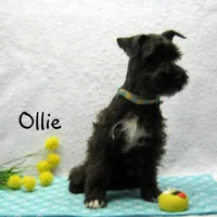 AKC Ollie, a male Miniature Schnauzer for sale in Marionville, MO – Photo 6 of 6