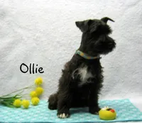 AKC Ollie, a male Miniature Schnauzer for sale in Marionville, MO – Photo 4 of 5