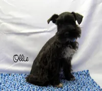 AKC Ollie, a male Miniature Schnauzer for sale in Marionville, MO – Photo 2 of 6