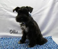 AKC Ollie, a male Miniature Schnauzer for sale in Marionville, MO – Photo 4 of 6