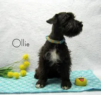 AKC Ollie, a male Miniature Schnauzer for sale in Marionville, MO – Photo 5 of 5