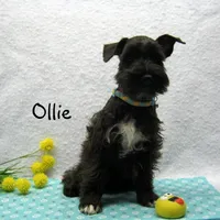 AKC Ollie, a male Miniature Schnauzer for sale in Marionville, MO – Photo 5 of 6