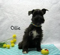 AKC Ollie, a male Miniature Schnauzer for sale in Marionville, MO – Photo 1 of 5