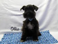 AKC Ollie, a male Miniature Schnauzer for sale in Marionville, MO – Photo 3 of 6