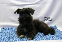 AKC Ollie, a male Miniature Schnauzer for sale in Marionville, MO – Photo 1 of 6