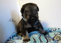 AKC Kelsey, a male Miniature Schnauzer for sale in Marionville, MO – 3 of 6