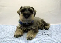 AKC Cacey, a male Miniature Schnauzer for sale in Marionville, MO – 2 of 6