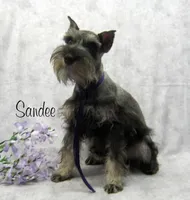 AKC Sandee, a female Miniature Schnauzer for sale in Marionville, MO – 2 of 4