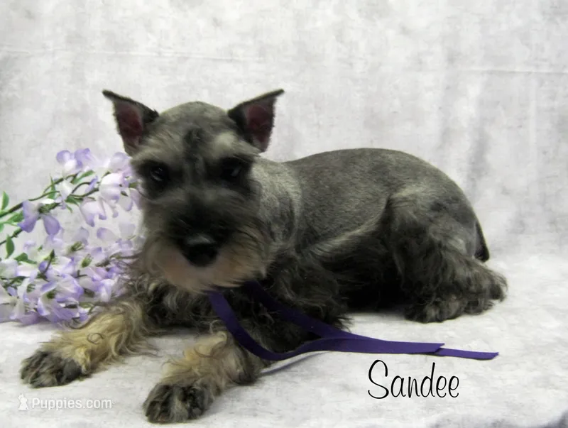 AKC Sandee – Miniature Schnauzer puppy for sale in Marionville, MO