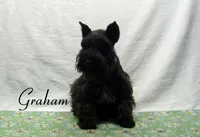 AKC Graham, a male Miniature Schnauzer for sale in Marionville, MO – 2 of 8