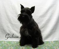 AKC Graham, a male Miniature Schnauzer for sale in Marionville, MO – 7 of 8