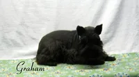 AKC Graham, a male Miniature Schnauzer for sale in Marionville, MO – 4 of 8