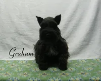 AKC Graham, a male Miniature Schnauzer for sale in Marionville, MO – 3 of 8