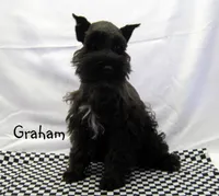 AKC Graham, a male Miniature Schnauzer for sale in Marionville, MO – Photo 3 of 4