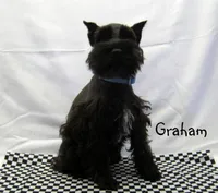 AKC Graham, a male Miniature Schnauzer for sale in Marionville, MO – Photo 2 of 4
