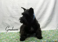 AKC Graham, a male Miniature Schnauzer for sale in Marionville, MO – 5 of 8