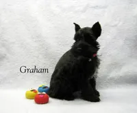 AKC Graham, a male Miniature Schnauzer for sale in Marionville, MO – Photo 2 of 5