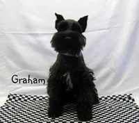 AKC Graham, a male Miniature Schnauzer for sale in Marionville, MO – Photo 4 of 4