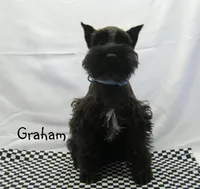 AKC Graham, a male Miniature Schnauzer for sale in Marionville, MO – Photo 1 of 4