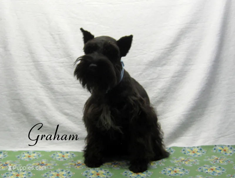 AKC Graham – Miniature Schnauzer puppy for sale in Marionville, MO