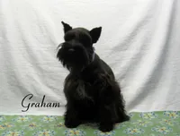AKC Graham, a male Miniature Schnauzer for sale in Marionville, MO – 1 of 8