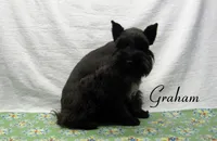 AKC Graham, a male Miniature Schnauzer for sale in Marionville, MO – 6 of 8